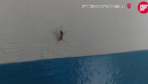 Жильцы морят насекомых подручными средствами