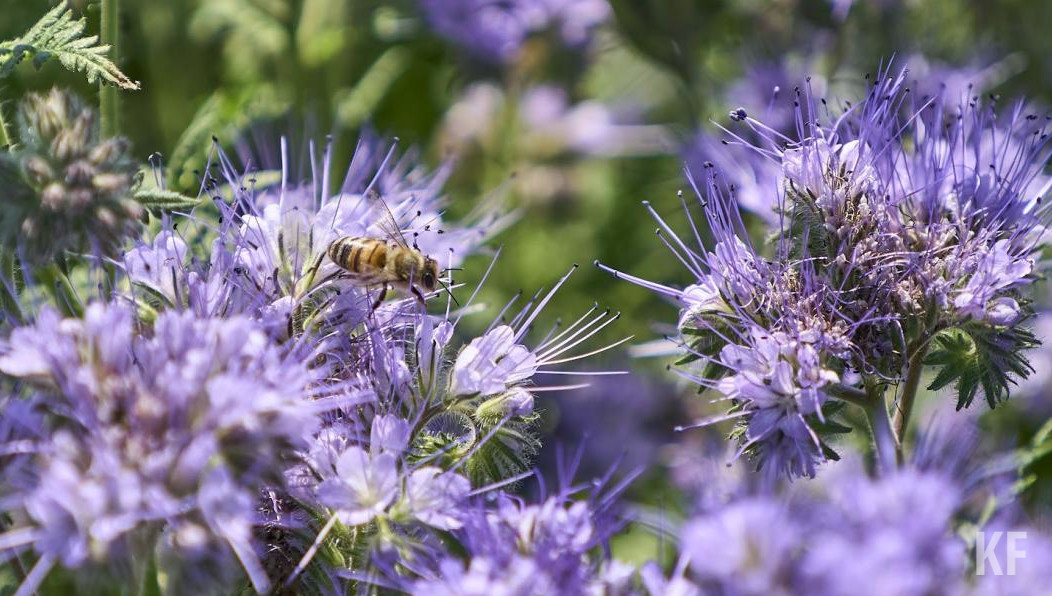 Сейчас ведомство решает данную проблему путем обучения аграриев.