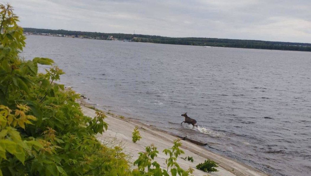 Животное заметила жительница Верхнеуслонского района республики.