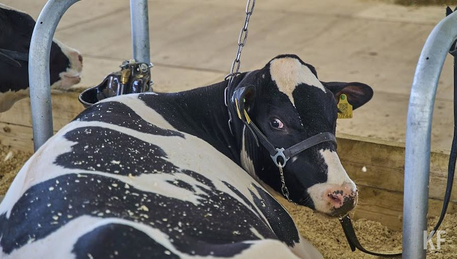 С 1 сентября 2023 года ввозимые из-за границы препараты не смогут попасть в страну