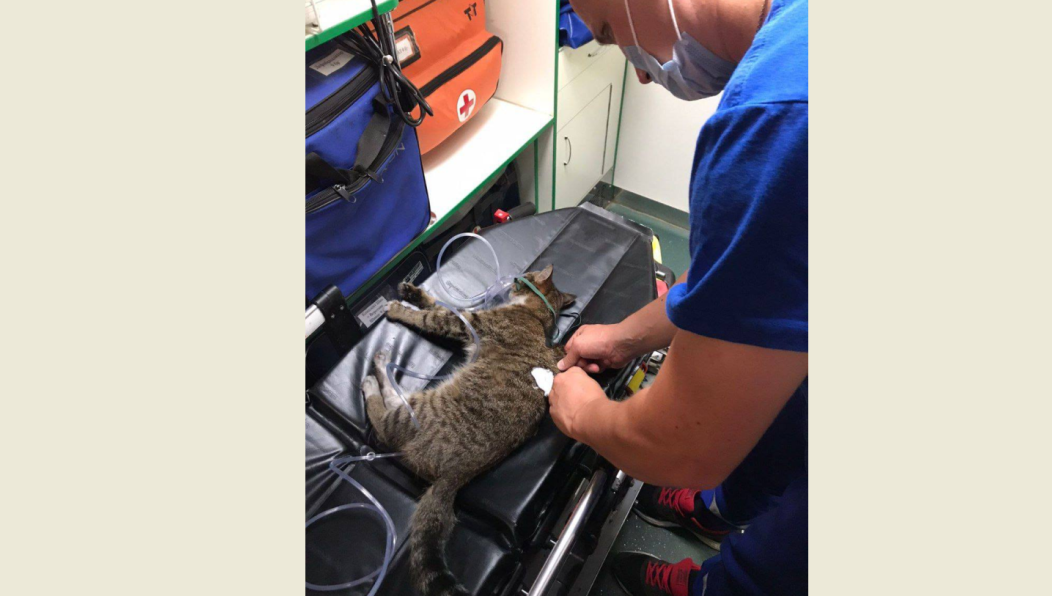 В одной из квартир на Школьном бульваре произошел пожар.