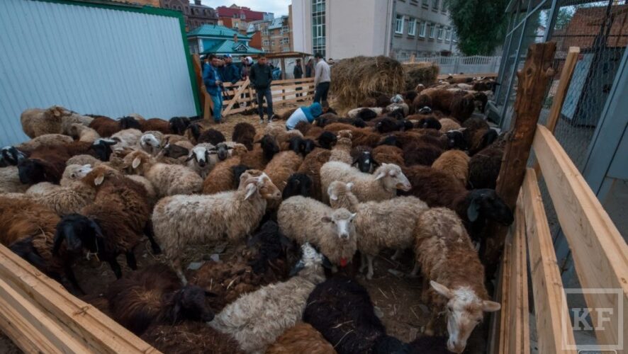 В Казани для жертвоприношения подготовят около 6 400 баранов