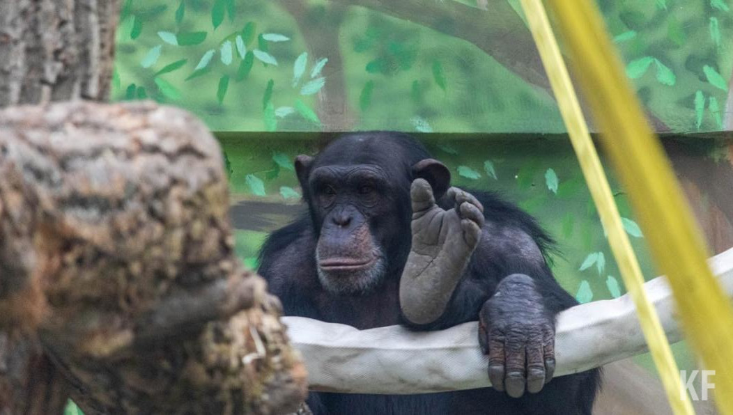 За день служители приносят животным 45 килограммов еды.