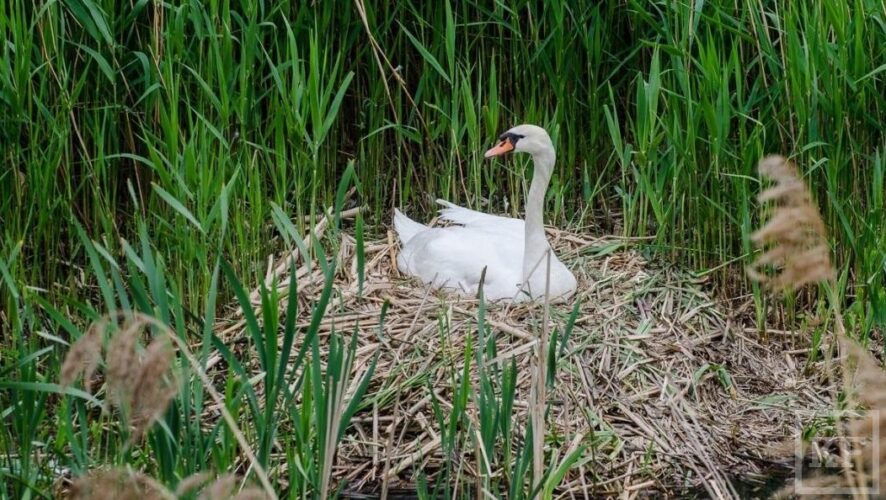 Татарстанские экологи подготовили комфортные условия для зимовки лебедей