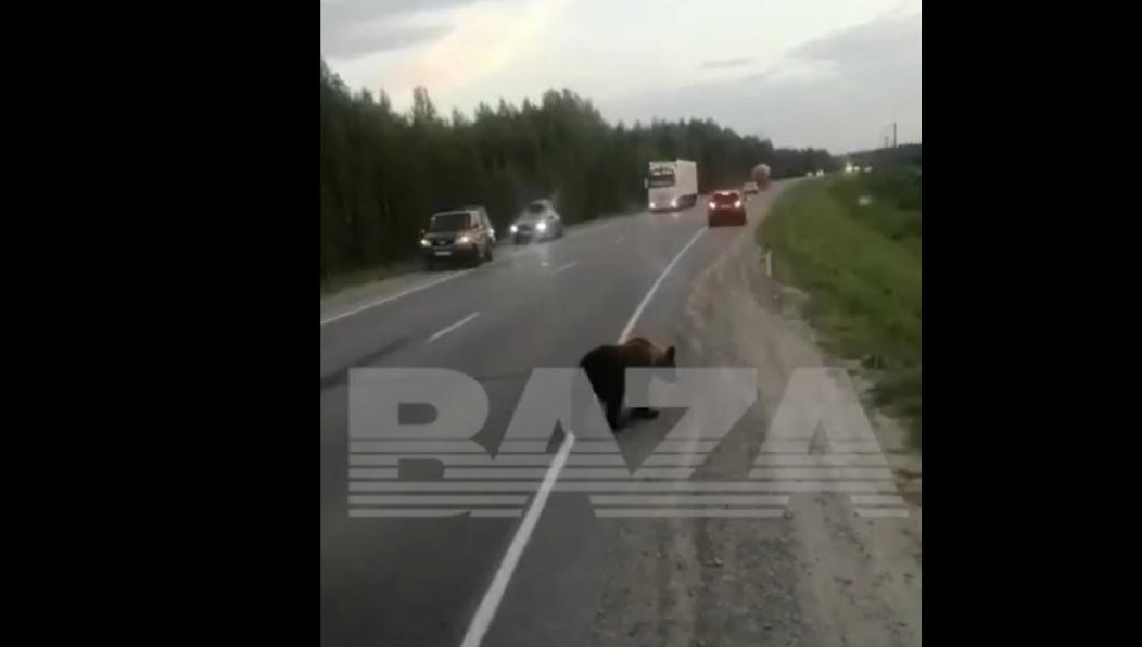 Момент попал на видео.