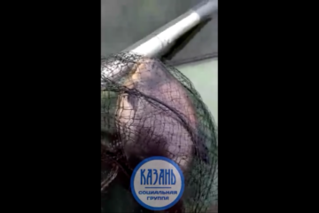 Крупную рыбу с зубами мужчина снял на видео и выложил в соцсетях.