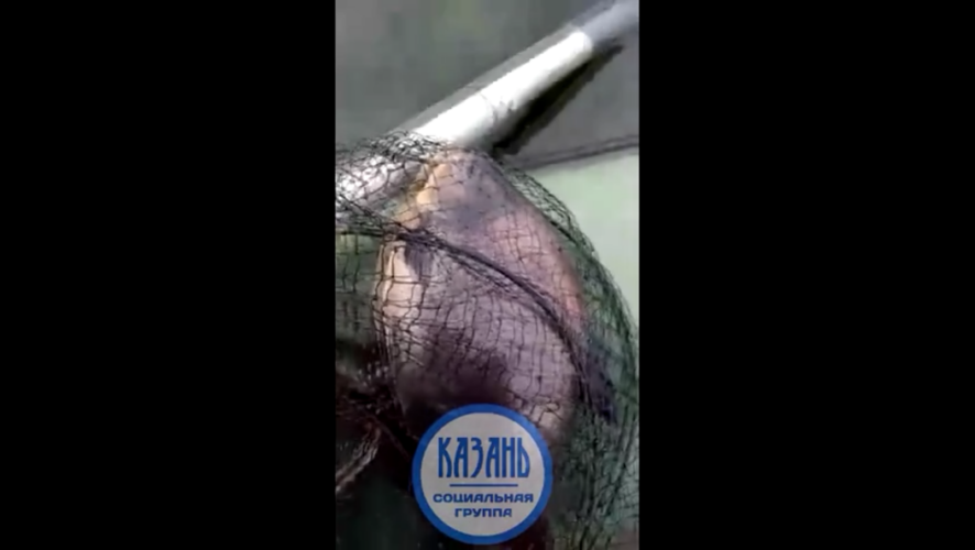 Крупную рыбу с зубами мужчина снял на видео и выложил в соцсетях.