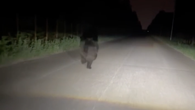 Животное вышло к строителям&nbsp;трассы М-12.