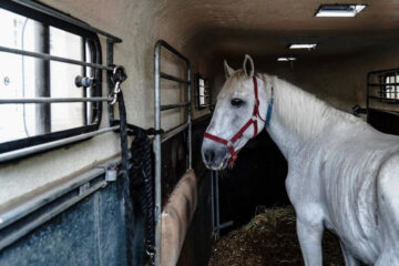 Своих первых коней татарской породы фермер привез из Башкортостана и Челябинской области