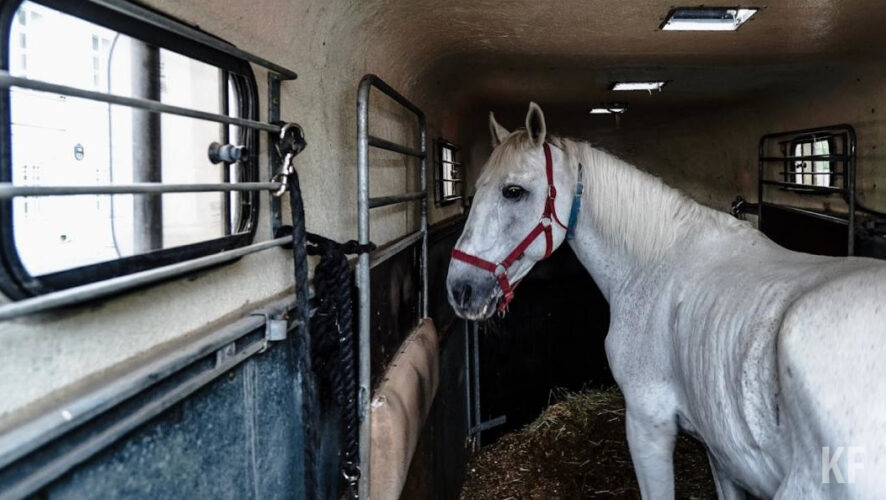 Своих первых коней татарской породы фермер привез из Башкортостана и Челябинской области