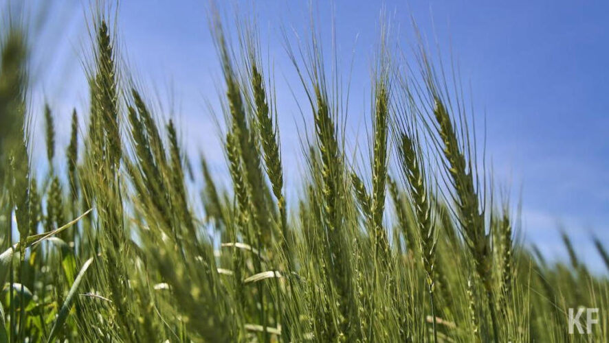 Глава Альметьевского района высказался о уборочной кампании.