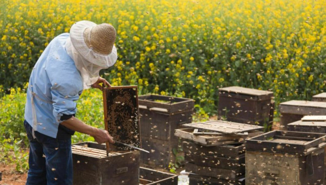 На сегодняшний день в республике насчитывается более 11 тысяч пасек.