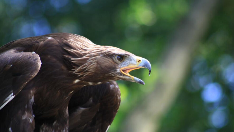 Кама снесла яйцо в конце марта