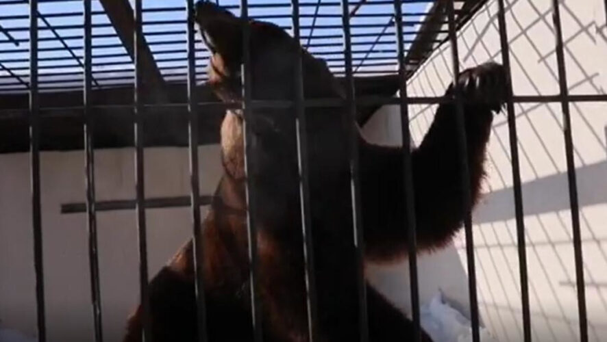 На данный момент мишка в уличном вольере наслаждается тёплым солнцем.