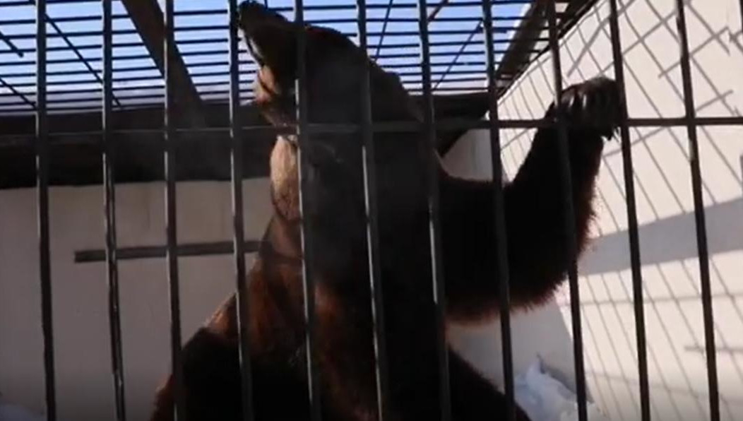 На данный момент мишка в уличном вольере наслаждается тёплым солнцем.