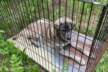 Сообщение об агрессивной собаке поступило от неравнодушного местного жителя.