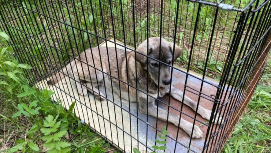 Сообщение об агрессивной собаке поступило от неравнодушного местного жителя.