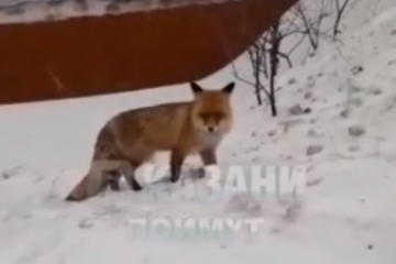 Видео прогулки животного попало в интернет.