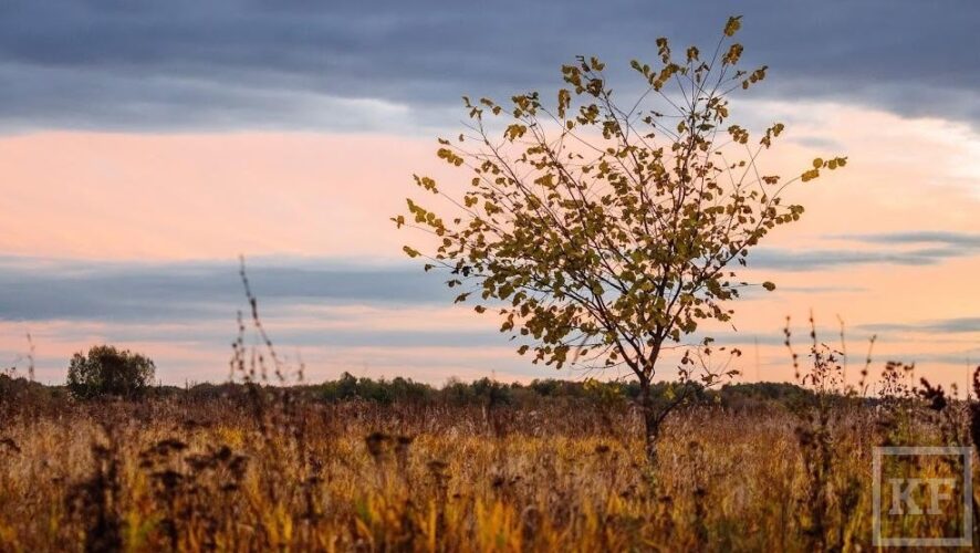 Управление Россельхознадзора по РТ осмотрело земельные участки сельскохозяйственного назначения «Менделеево-Агро»