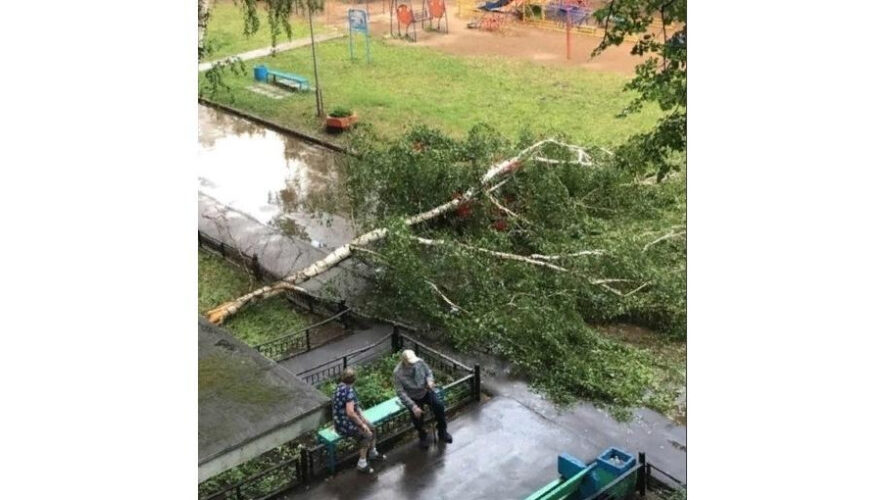 Порыв ветра повалил на машину дерево.