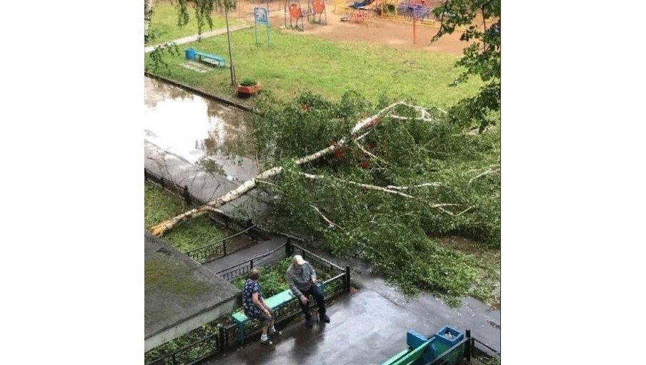 Порыв ветра повалил на машину дерево.