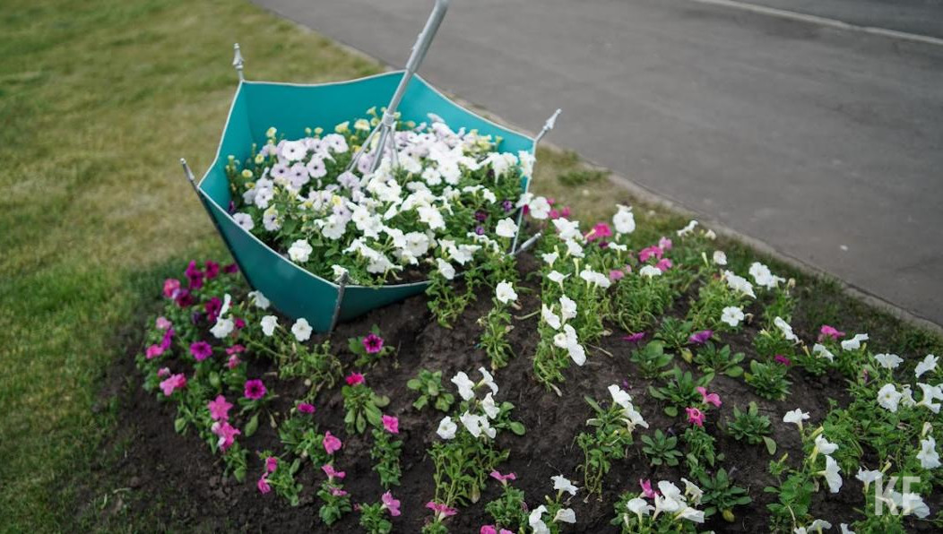 Высаживают петуньи