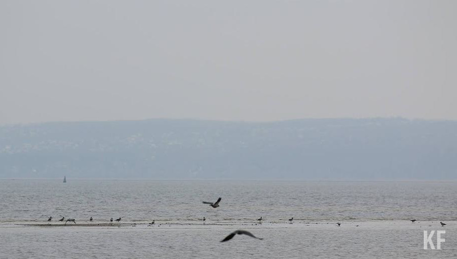 Сейчас эксперты изучают облесение водоохранных зон - один из признанных наукой методов борьбы с диффузным загрязнением.