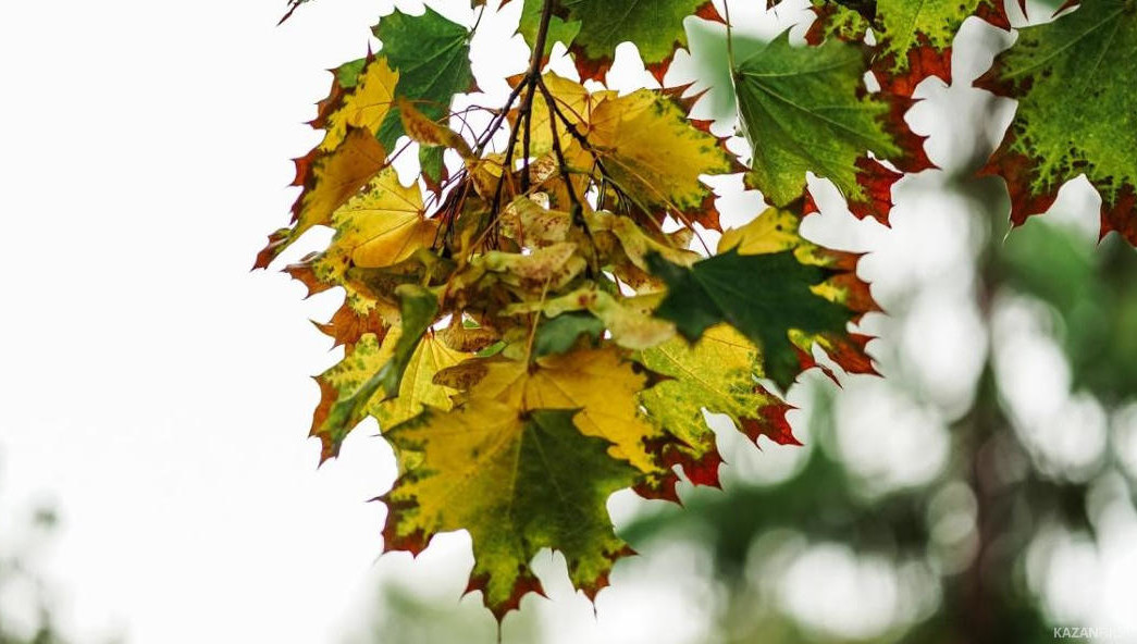 Осенью из-за смены погоды и ритмa жизни многие россияне впaдают в печаль