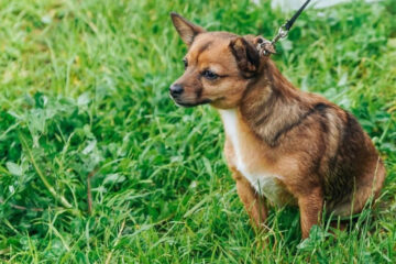 К решению вопроса инициативный гражданин подключил исполком.