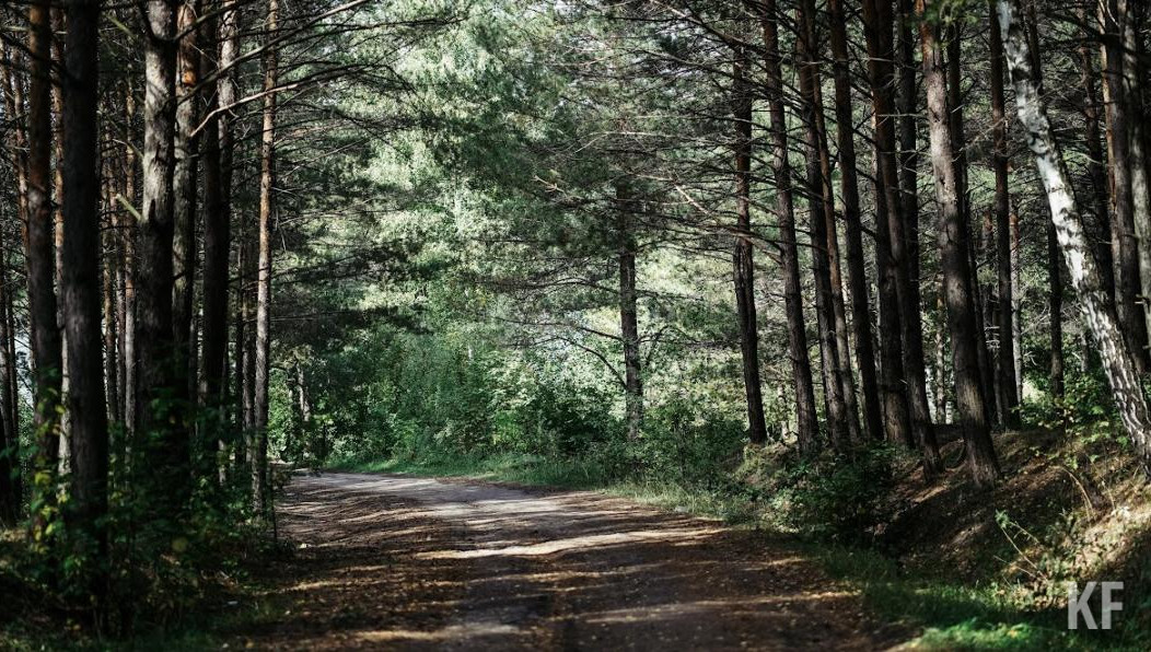 В этом году пожароопасный сезон в лесах республики может пройти напряжено.