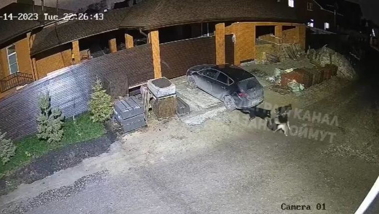 Момент расправы над животным попал на камеры видеонаблюдения.