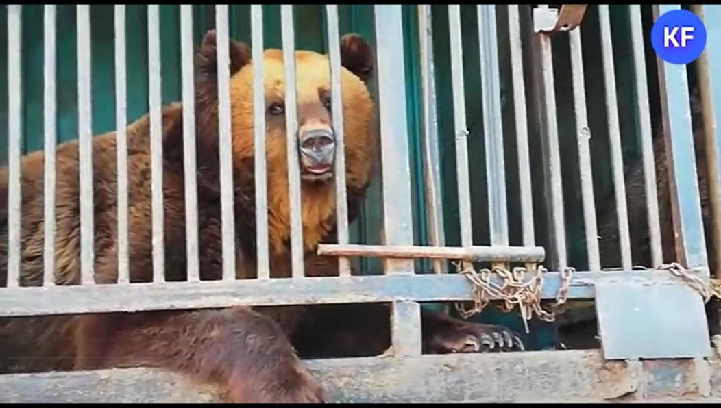 «Зверинец на колесах» расположился у Майдана.