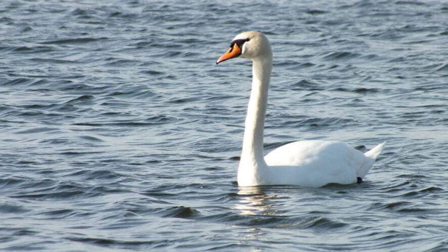 В Госкомитете республики по биоресурсам отреагировали по этому вопросу.