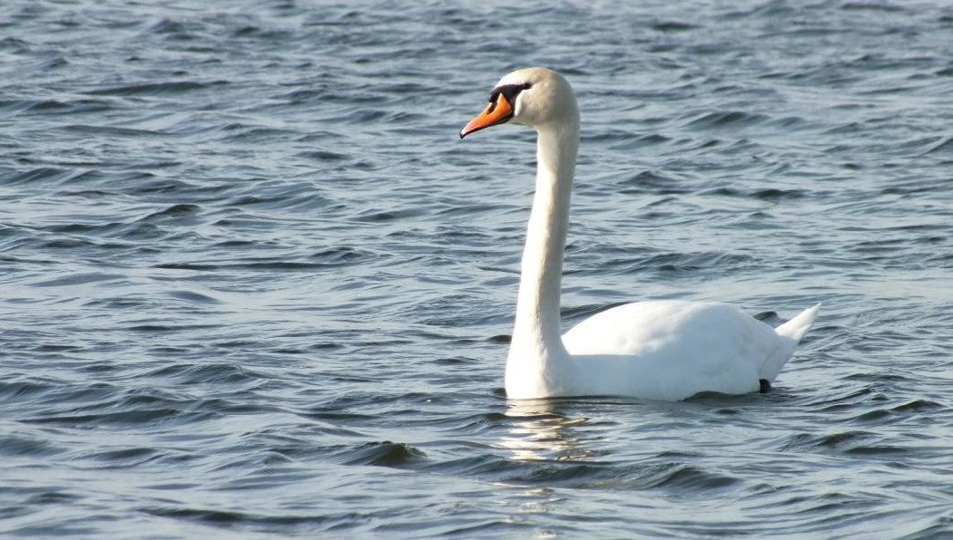 В Госкомитете республики по биоресурсам отреагировали по этому вопросу.