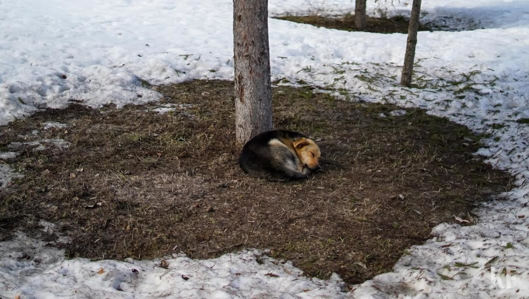 Пока температура в республике ниже нормы.