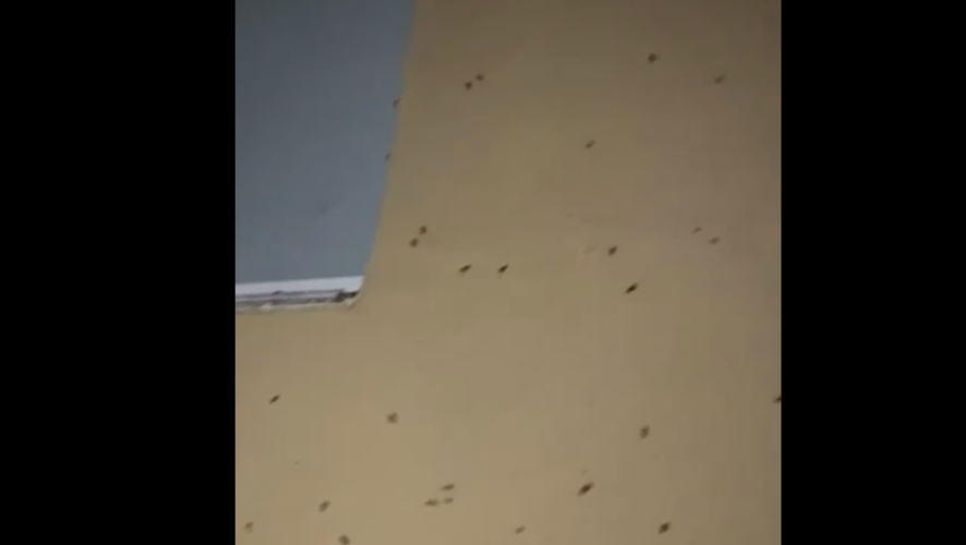 Насекомые ползают по фасаду здания.