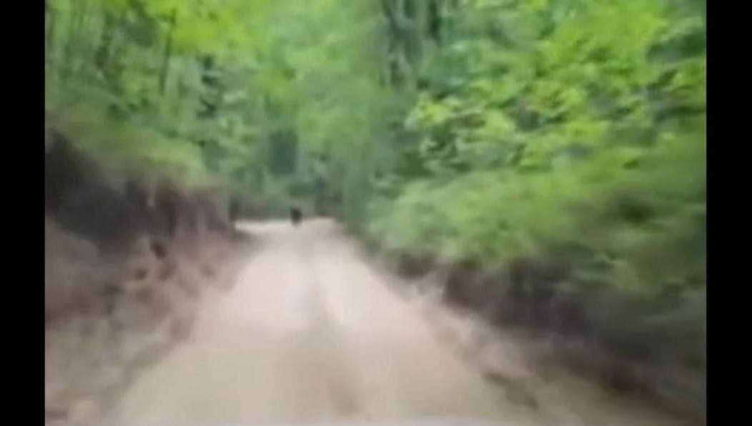 Животное заметили около деревни Орел.