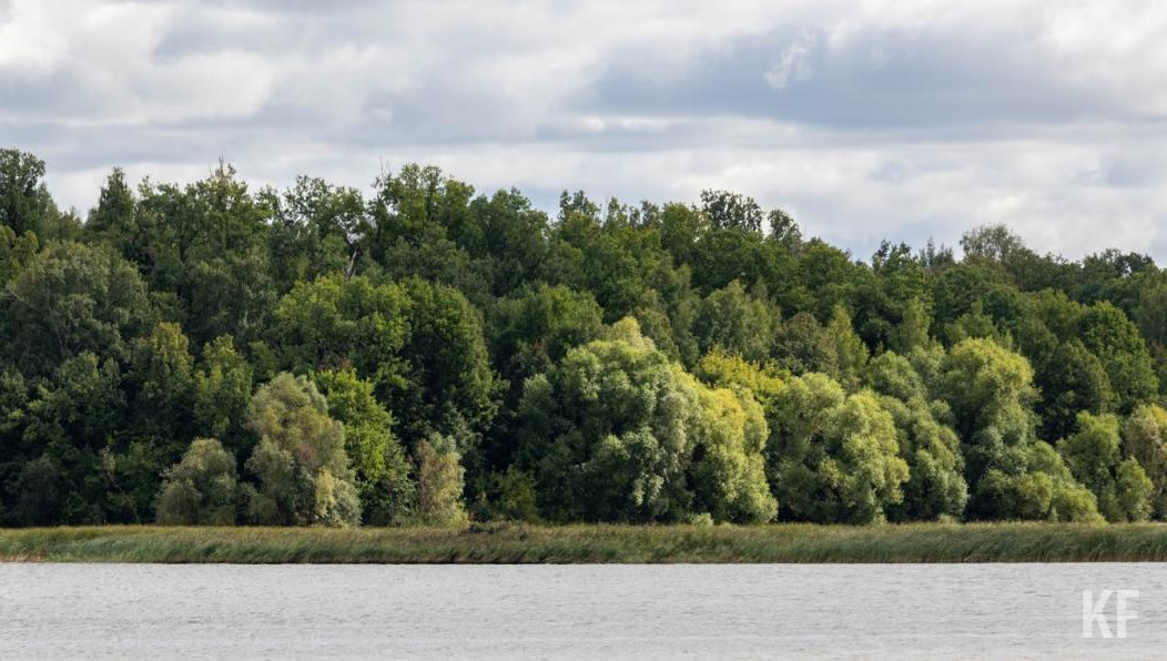 Лидерами по выпуску семян стали Мамадышский