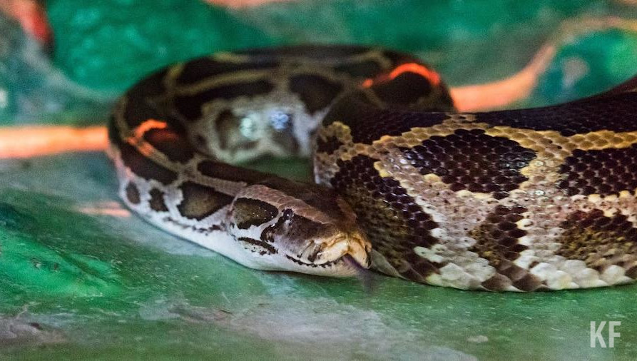 Из-за раннего прихода весны сезон змей начался раньше обычного.