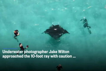 Инцидент произошел в районе рифа Нингалу у побережья Австралии.