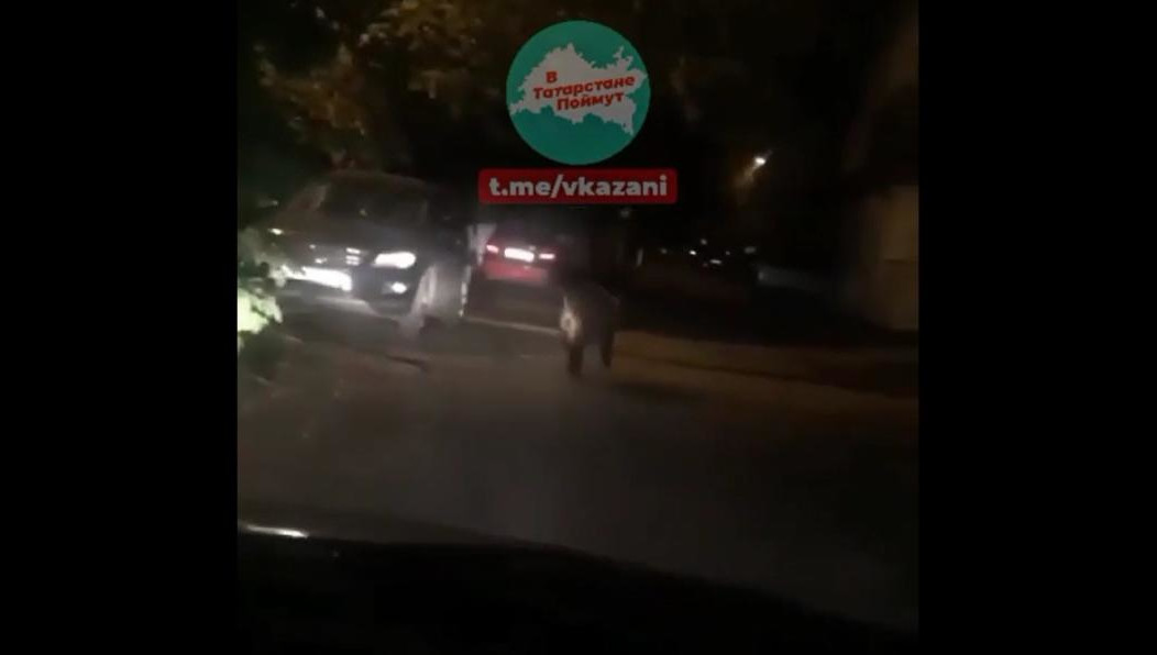 Животное невозмутимо пробежало мимо шокированных очевидцев.