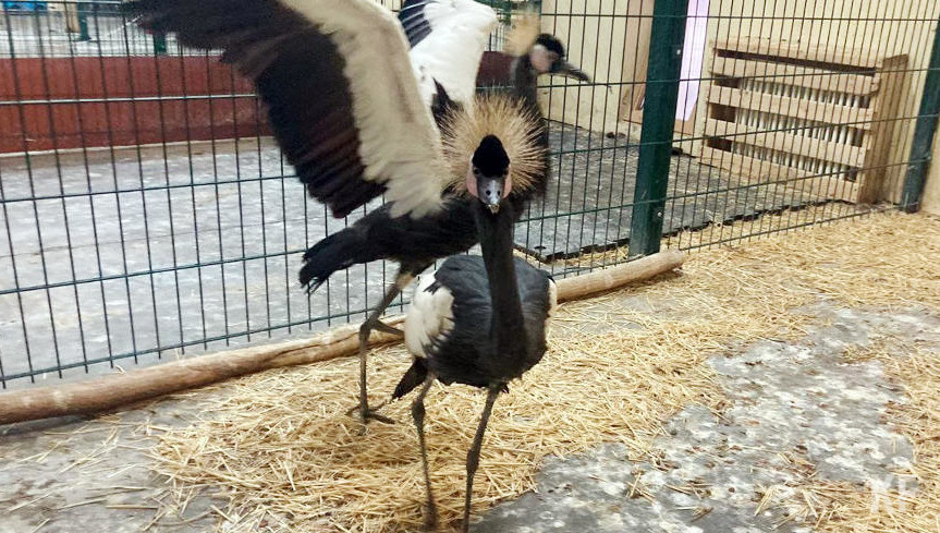 Посетители смогут увидеть птиц после наступления тепла.