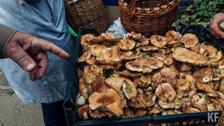 Теперь для сбора необходимо арендовать участок леса.