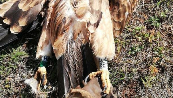 Теперь ЛЭП оборудуют птицезащитными устройствами.