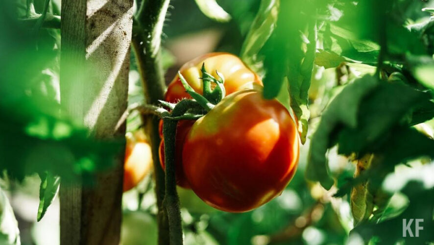 Около 30 процентов химпрепаратов&nbsp;ввозятся в страну незаконно.