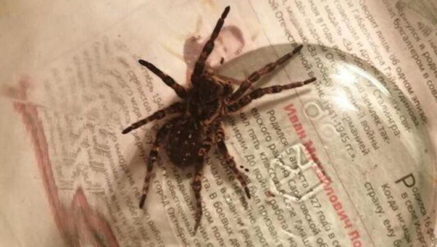 Этот вид пауков-волков занесен в Красную книгу республики.