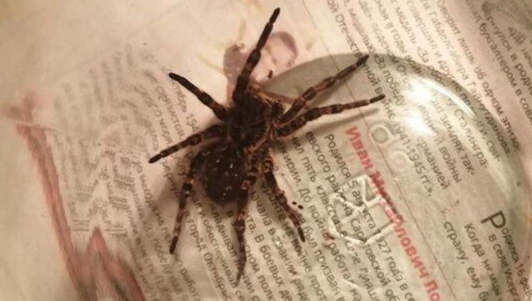 Этот вид пауков-волков занесен в Красную книгу республики.