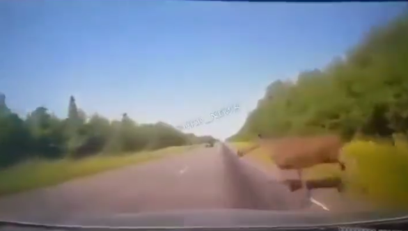 Животное неожиданно выскочило из леса на трассу.