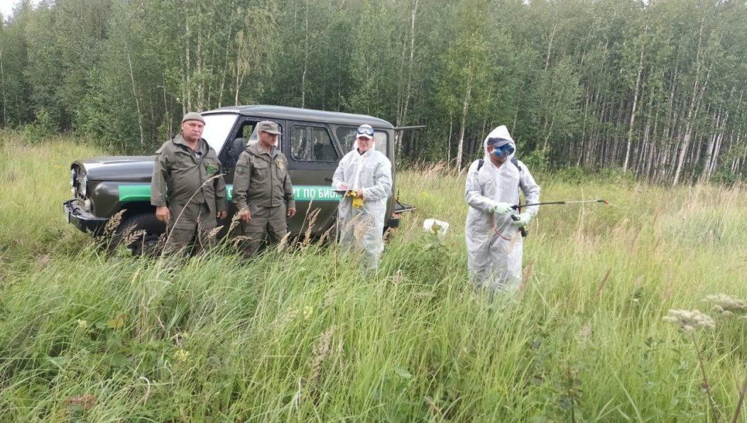 Меры принимаются для профилактики распространения африканской чумы свиней