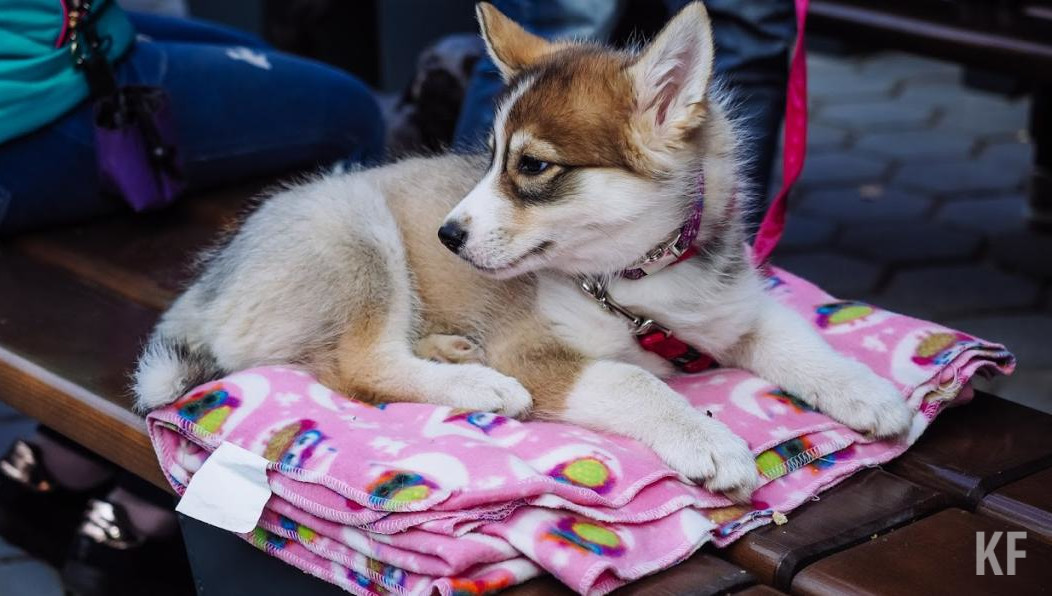 Грант получат 20 человек за лучшие проекты по заявленной тематике.